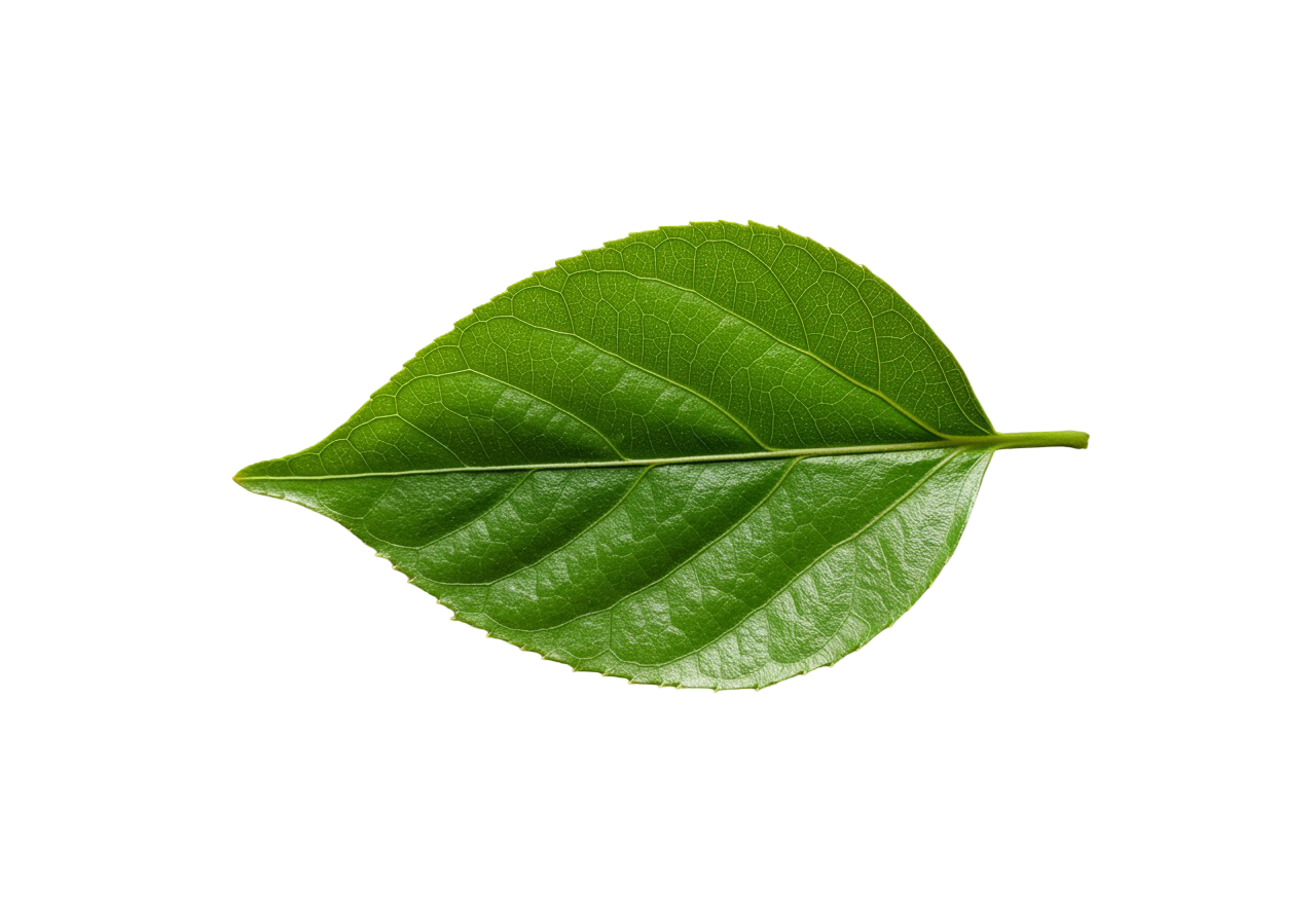 Leaf Png Image 30