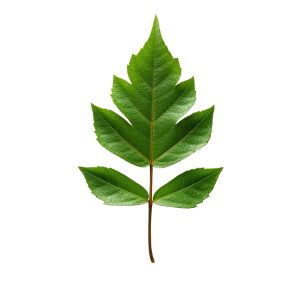 Leaf Png Image 31
