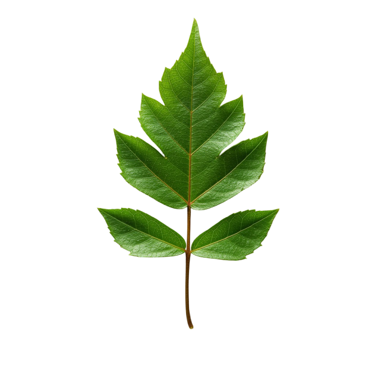 Leaf Png Image 31