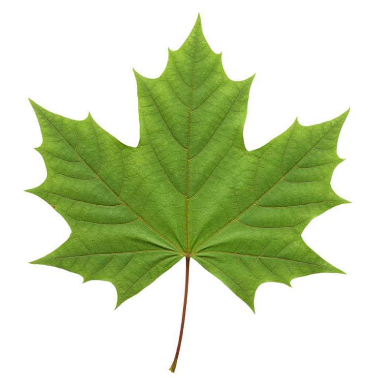 Leaf Png Image 32
