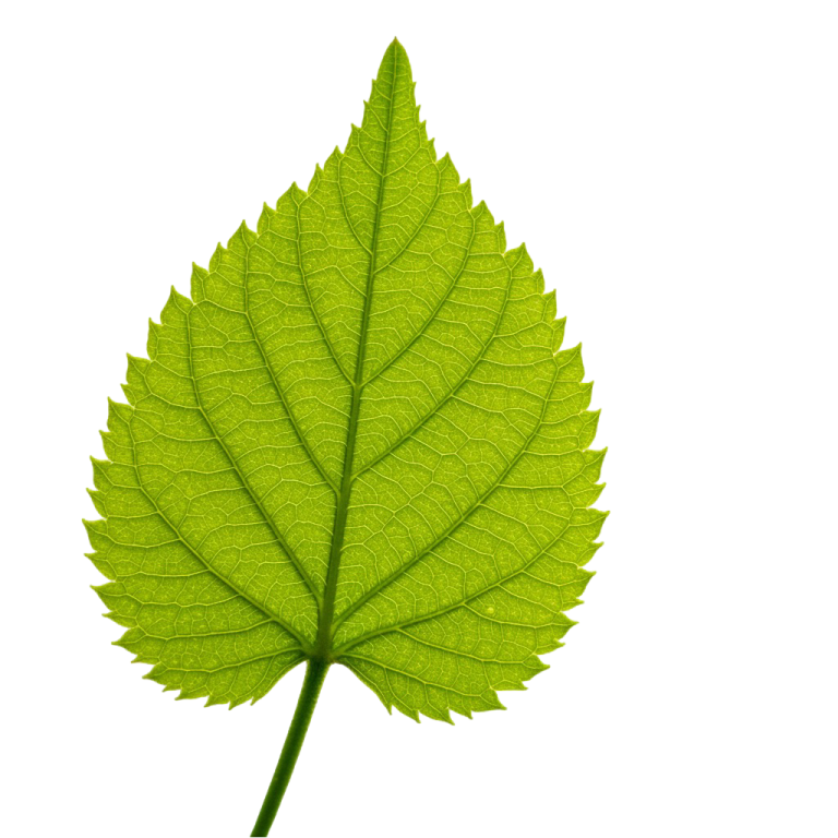 Leaf Png Image 33
