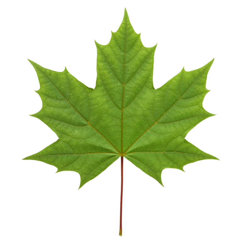 Leaf Png Image 34