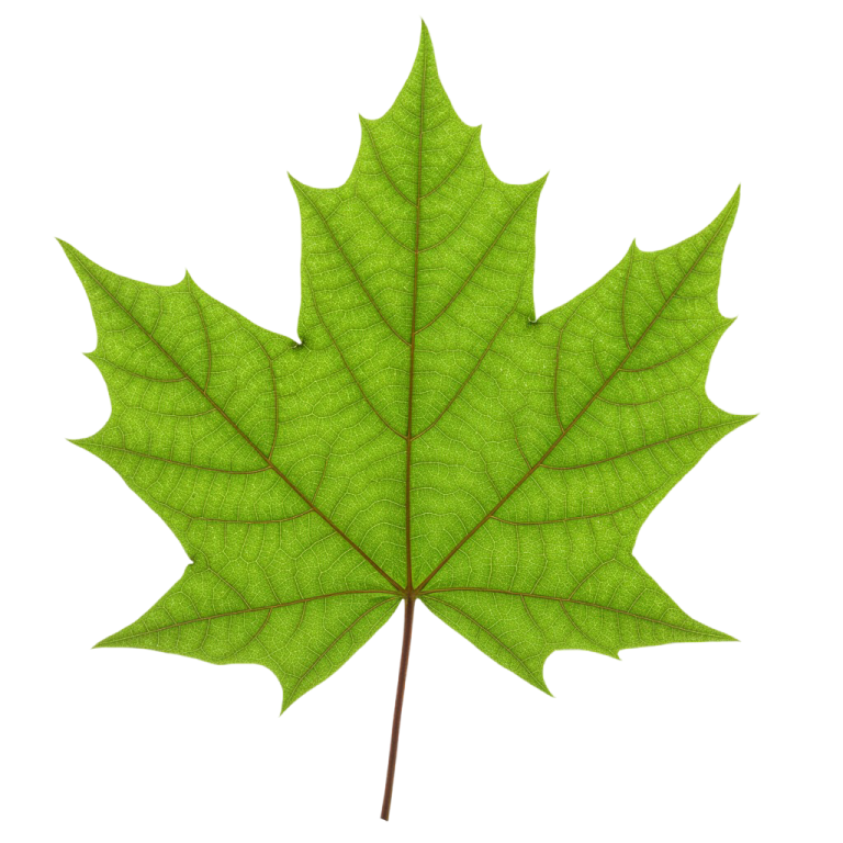 Leaf Png Image 35