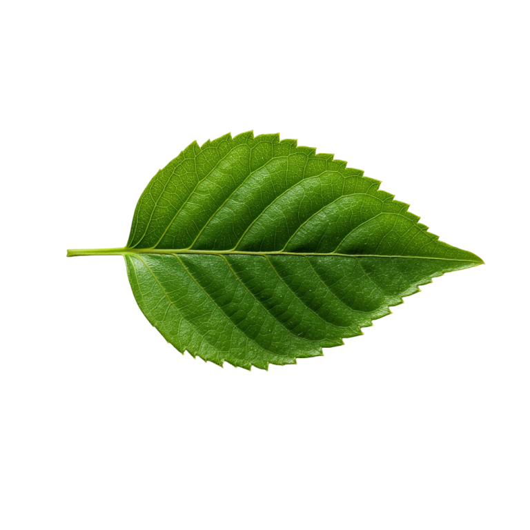 Leaf Png Image 36