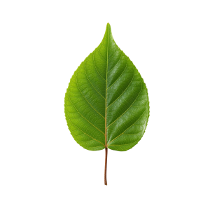 Leaf Png Image 37