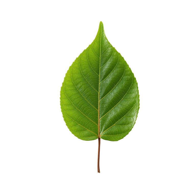 Leaf Png Image 37