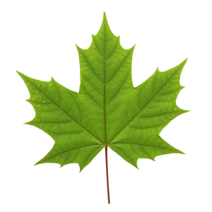 Leaf Png Image 38