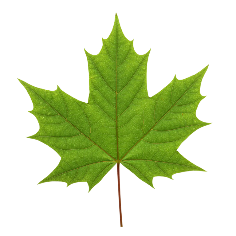 Leaf Png Image 38