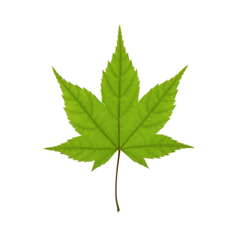 Leaf Png Image 39