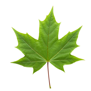 Leaf Png Image 4