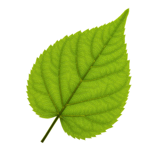 Leaf Png Image 40