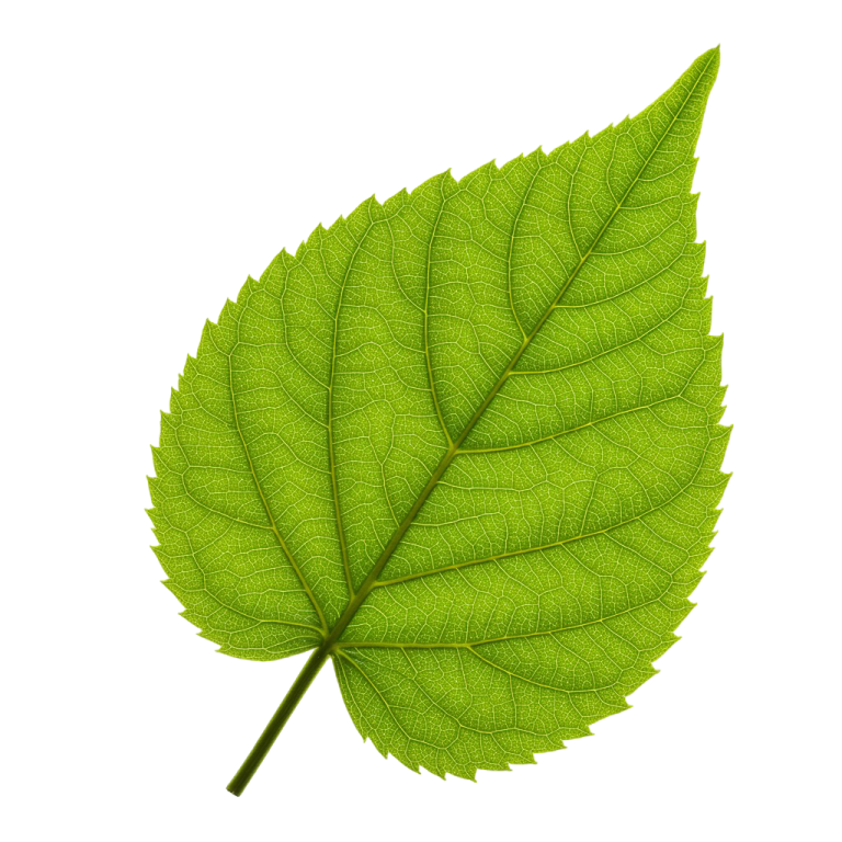 Leaf Png Image 40