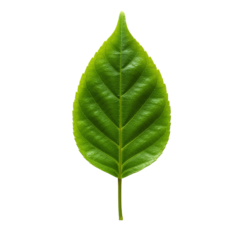 Leaf Png Image 41