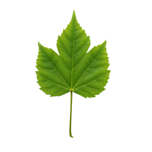 Leaf Png Image 42