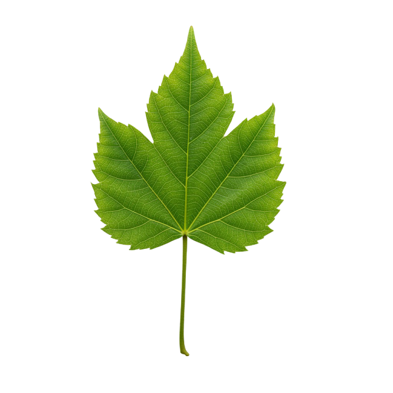 Leaf Png Image 42