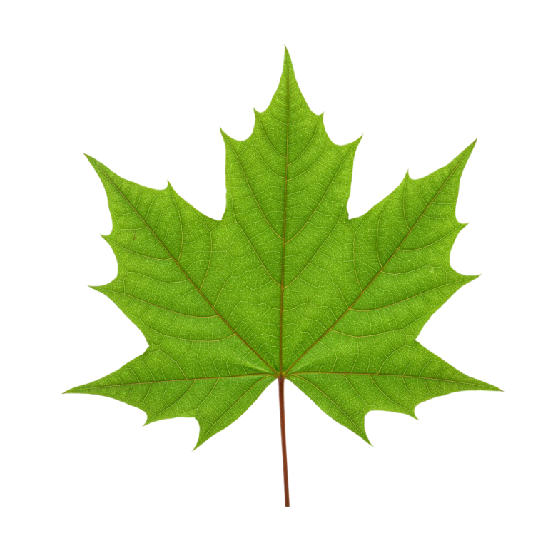 Leaf Png Image 43