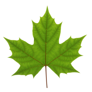 Leaf Png Image 47