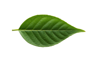 Leaf Png Image 49