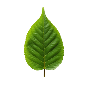 Leaf Png Image 5