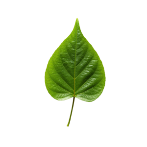 Leaf Png Image 50