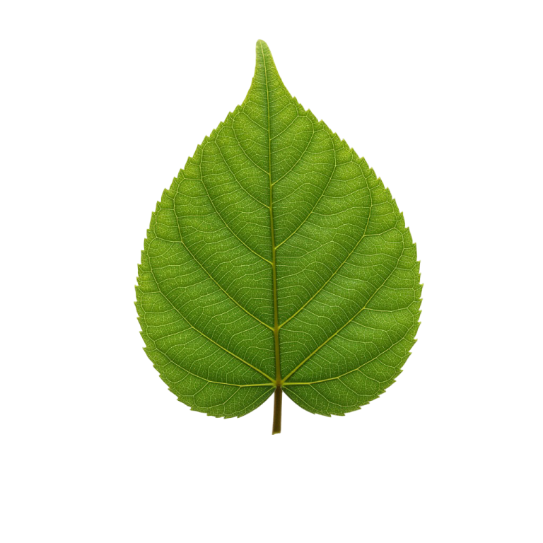 Leaf Png Image 52