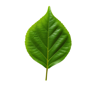 Leaf Png Image 53