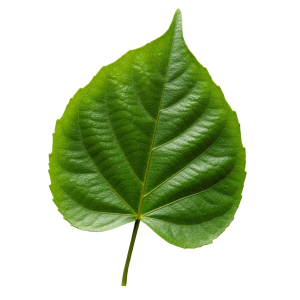 Leaf Png Image 54