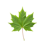 Leaf PNG