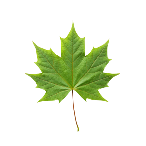 Leaf Png Image 55