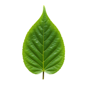 Leaf Png Image 56