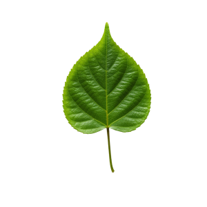 Leaf Png Image 57
