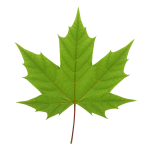 Leaf Png Image 58
