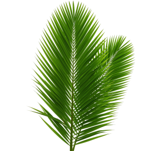 Palm Tree Png 1