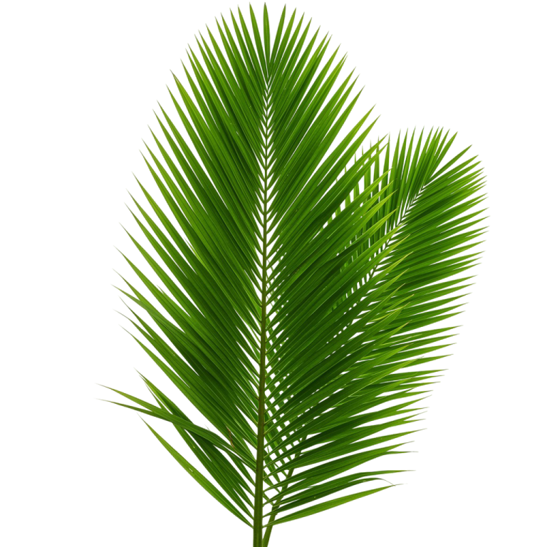 Palm Tree Png 1