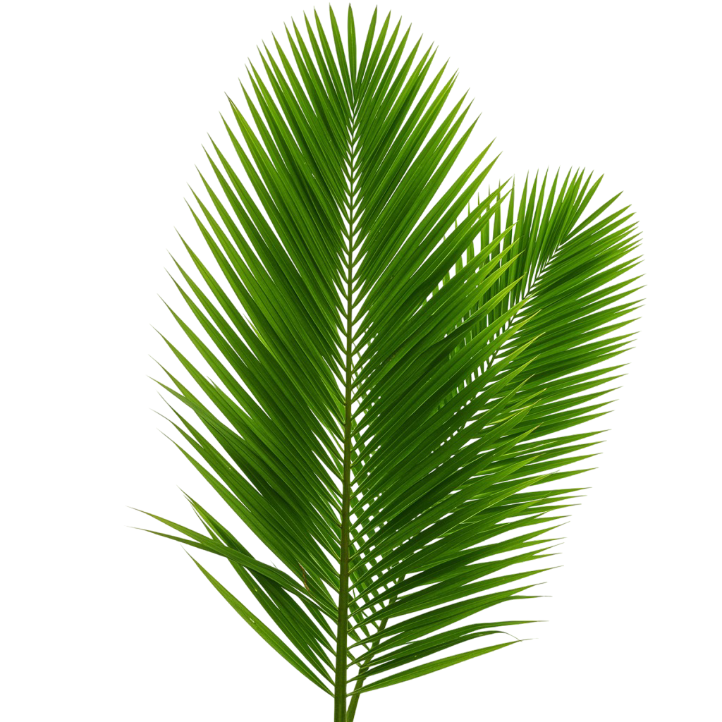 Palm Tree Png 1