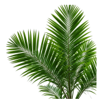 Palm Tree PNG