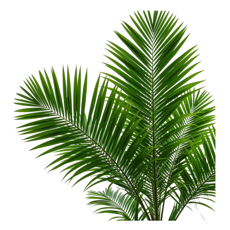 Palm Tree Png 2