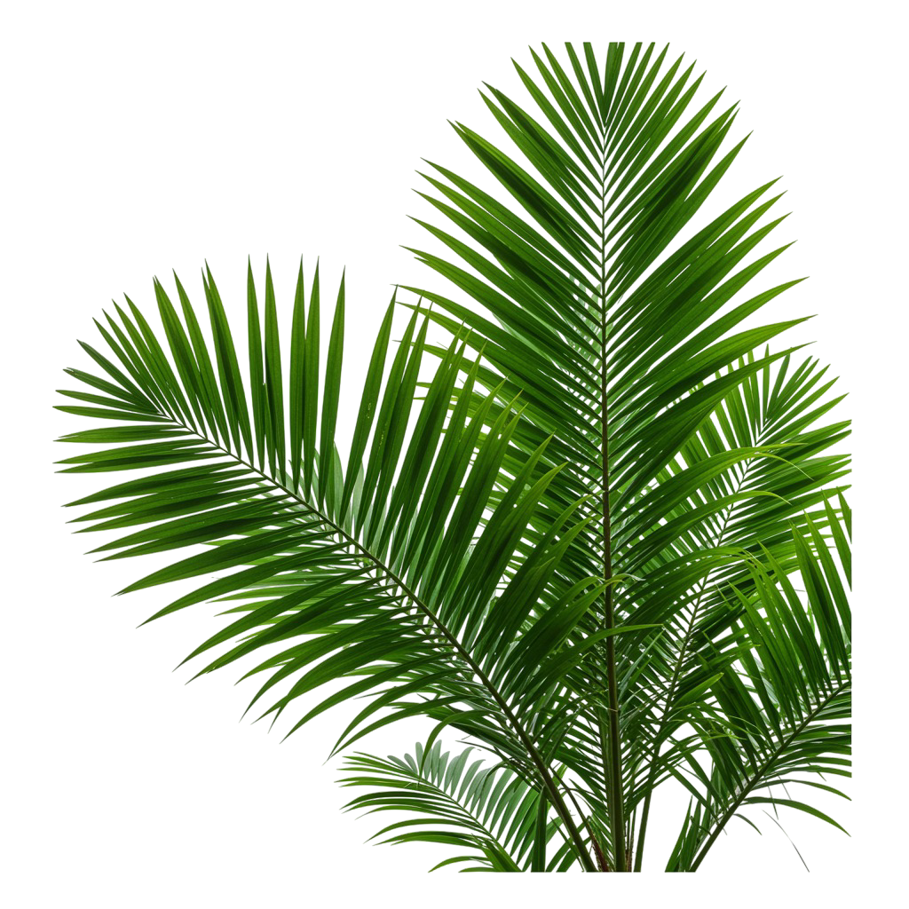 Palm Tree Png 2