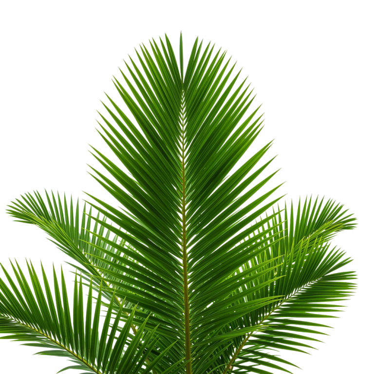 Palm Tree Png 3
