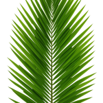 Palm Tree PNG