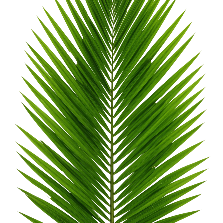 Palm Tree Png 4