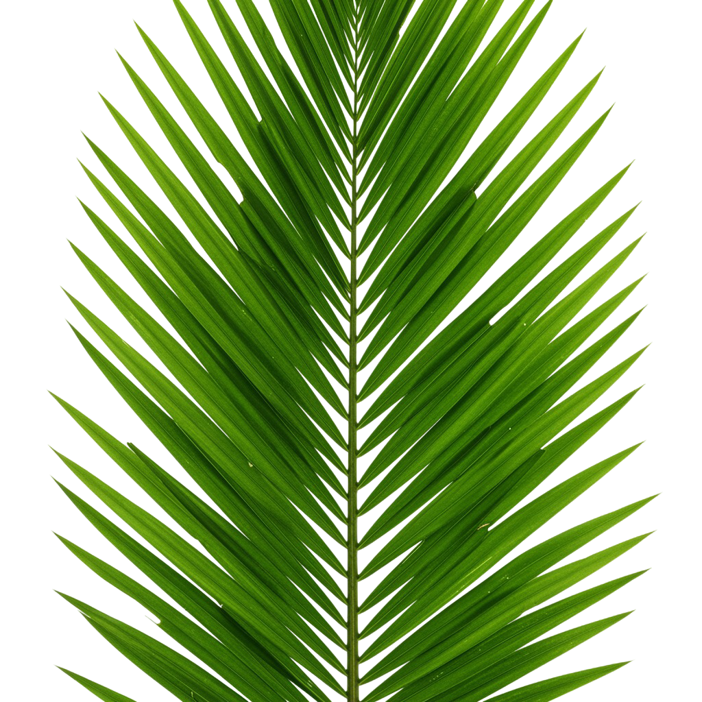Palm Tree Png 4