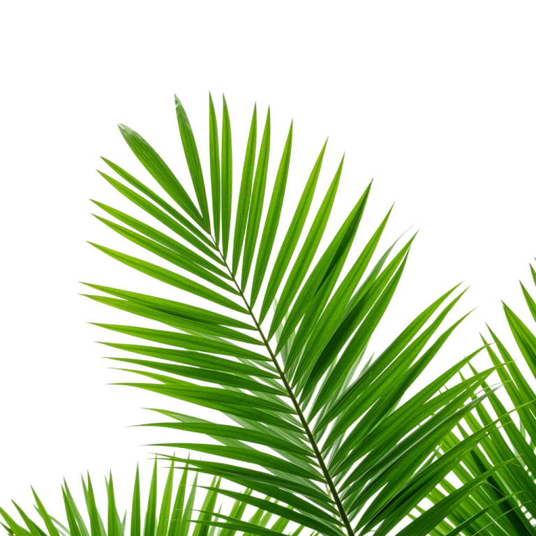 Palm Tree Png 5