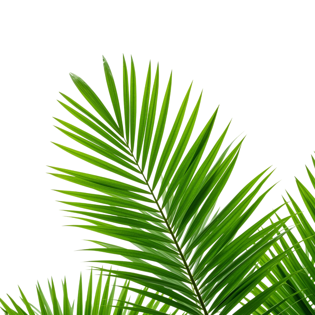 Palm Tree Png 5