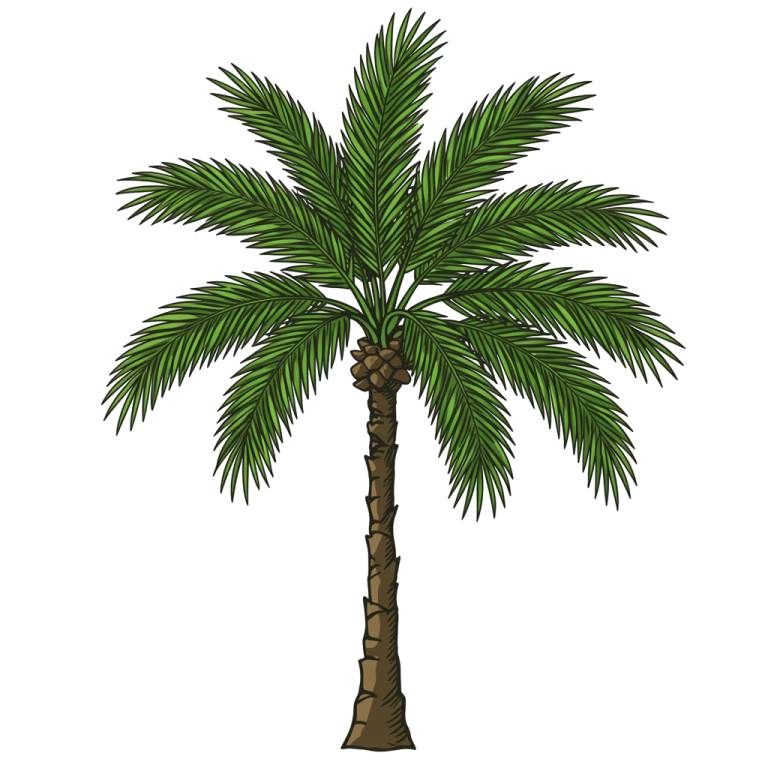 Palm Tree Png 8