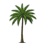 Palm Tree Png 9