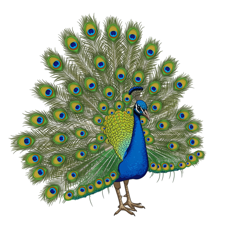 Peacock Png Image 10