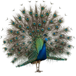 Peacock PNG