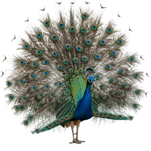 Peacock Png Image 2