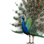 Peacock PNG